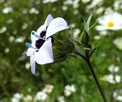gilia tricolor